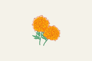 motifmarigold