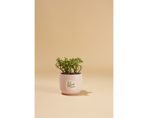 Peace and Love Pot w Jade Plant